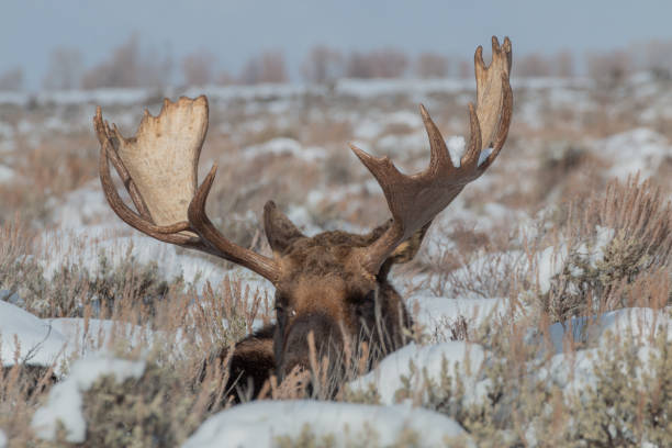 istock Bull Shiras Moose Bedded in Winter 1199024045