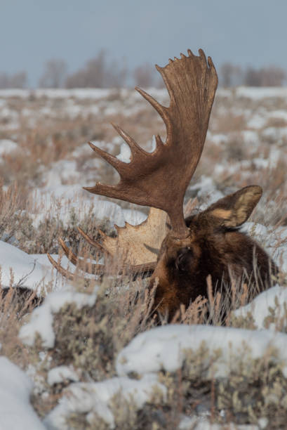 istock Bull Shiras Moose Bedded in Winter 1199024090