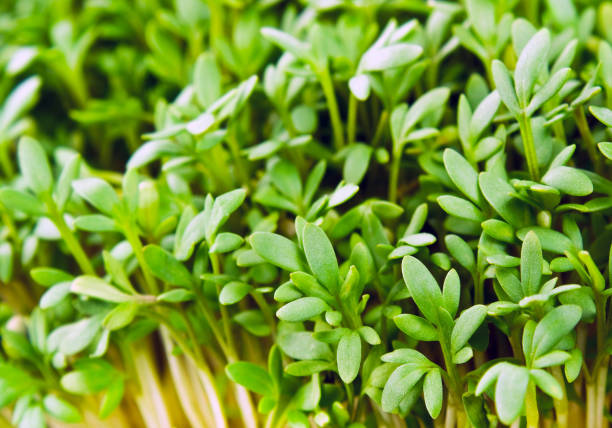 istock Cress peppergrass herbs close up 1199024104