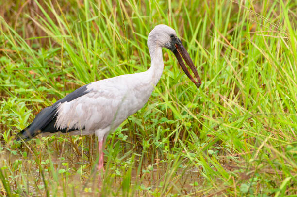 istock Asian Openbill (anastomus oscitans), Yala National Park, Sri Lanka, Asia. 1199024376