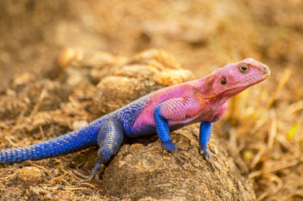 The male Mwanza flat headed rock agama (Agama mwanzae) or the Spider Man agama, because of its coloration, is a lizard in the family Agamidae, found in Tanzania, Rwanda, and Kenya. The male Mwanza flat headed rock agama (Agama mwanzae) or the Spider Man agama, because of its coloration, is a lizard in the family Agamidae, found in Tanzania, Rwanda, and Kenya. outcrop stock pictures, royalty-free photos & images