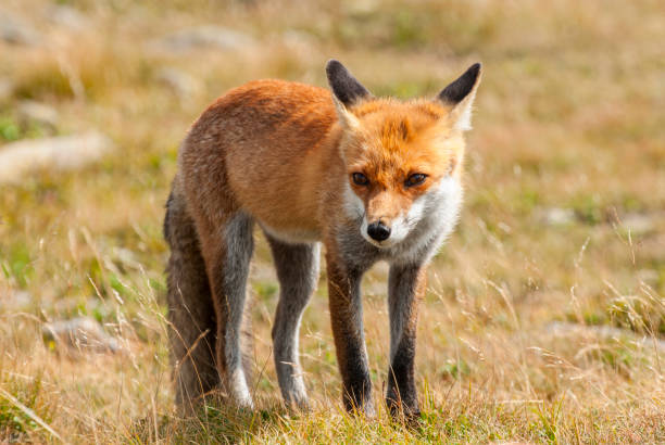 istock Young european Red fox (Vulpes vulpes), Babia Gora National Park, Poland. 1199024721