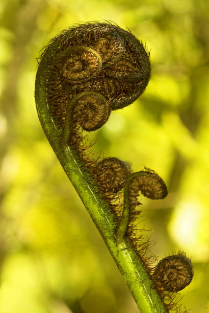 코루 나선형 모양의 은고사리 프론드, 피오르드랜드 국립공원, 뉴질랜드. - silver fern 뉴스 사진 이미지