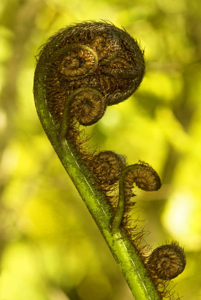 koru spirala w kształcie rozwikłać srebrne liści paproci, fiordland national park, nowa zelandia. - silver fern zdjęcia i obrazy z banku zdjęć