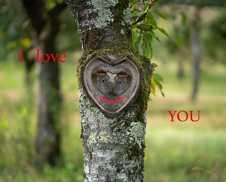 I Love You card suitable for Valentines Day, wedding anniversary, apology, declaration of love, proposal. One beautiful tree trunk with heart shaped face in the bark. Greenery in the background. Concept.