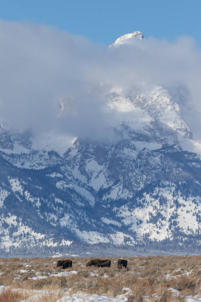istock Teton Winter Landscape and Moose 1199026443