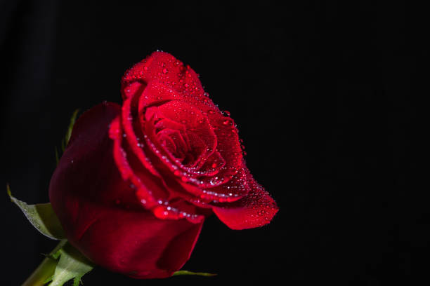 a close up of a beautiful red rose - date night imagens e fotografias de stock