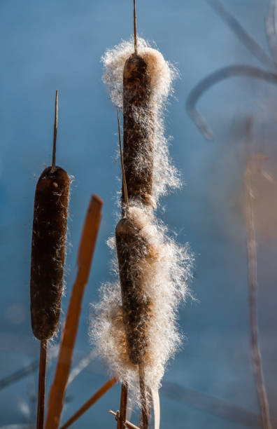 istock Seeding Cattails at a Wetlands on the Prairie 1199027449