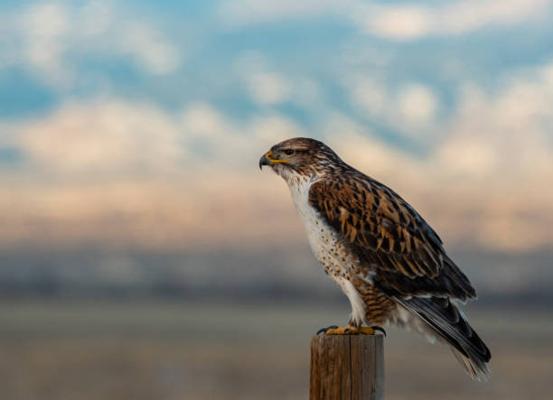 A Beautiful Ferruginous Hawk Perched on a Fence Post