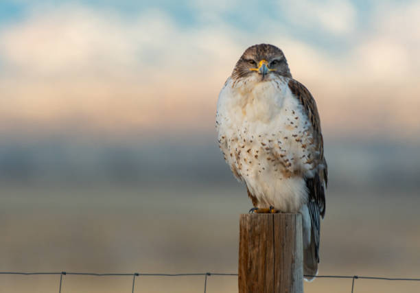 A Beautiful Ferruginous Hawk Perched on a Fence Post