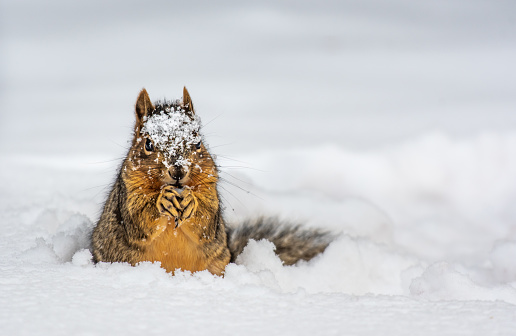 An Adorable Fox Squirrel Digging up Food in the Snow