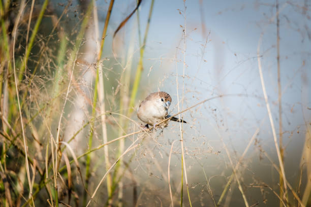 istock Indian silverbill collecting foods 1199027614