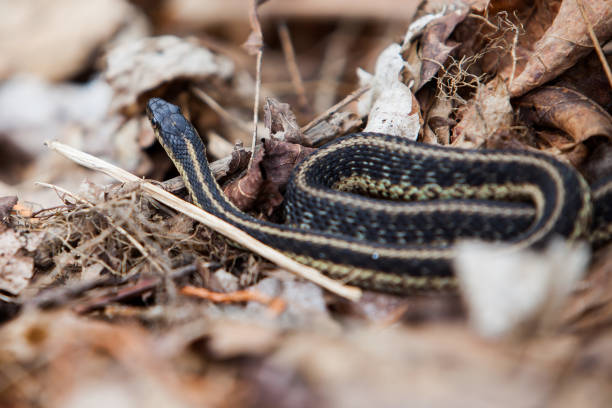 istock Garter Snake in nature 1199027660