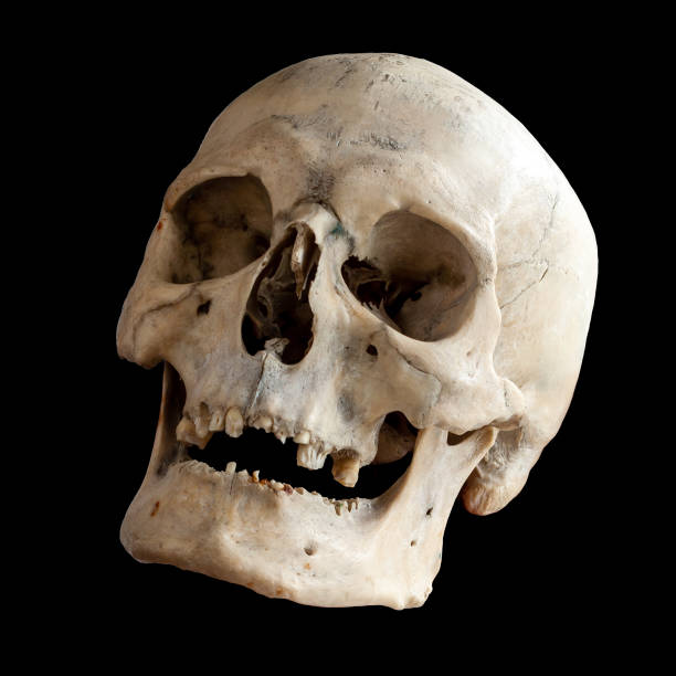 istock View from below, side view. Human anatomy. Isolated on a black background. 1199027756