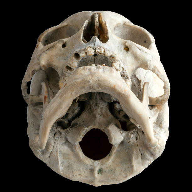 istock Human anatomy. The human skull. View from below. Isolated on a black background. 1199027759