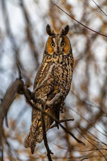 istock A Long-eared Owl Perched in the Woods 1199028551