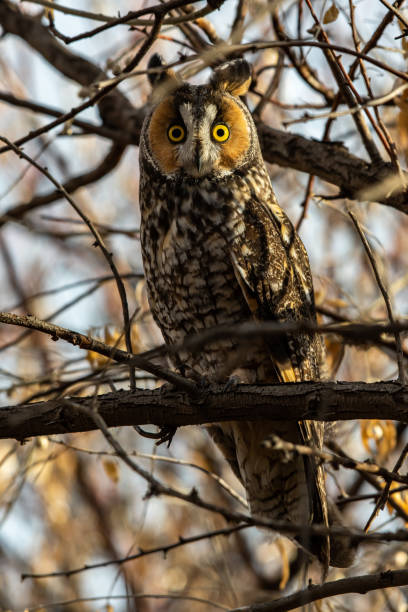 istock A Long-eared Owl Perched in the Woods 1199028644