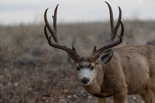 Mule Deer on the Colorado Prairie