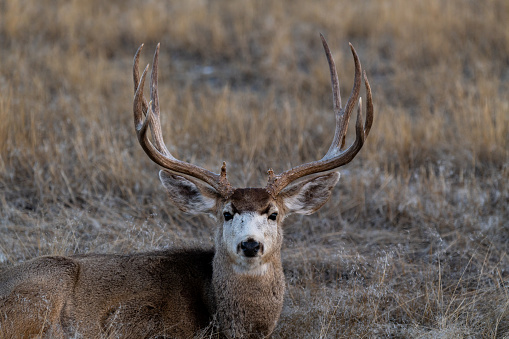 Mule Deer on the Colorado Prairie
