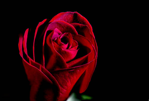 a close up of a beautiful red rose - date night imagens e fotografias de stock