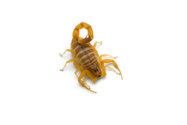 istock African venom Scorpion isolated on white background 1199029879