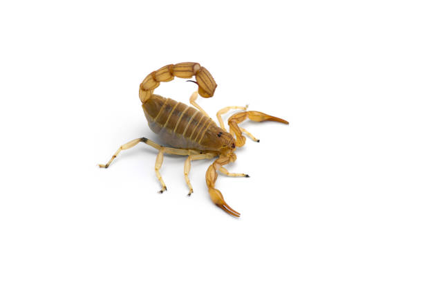 istock African venom Scorpion isolated on white background 1199029889