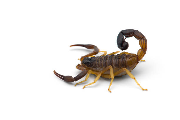 istock African venom Scorpion isolated on white background 1199029962