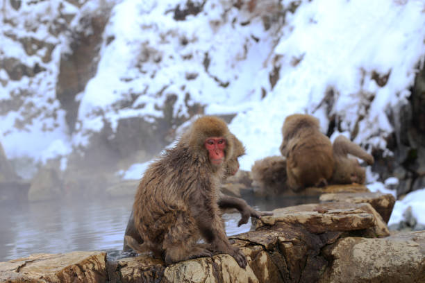 istock Snow monkeys from Jigokudani Monkey Park 1199030009