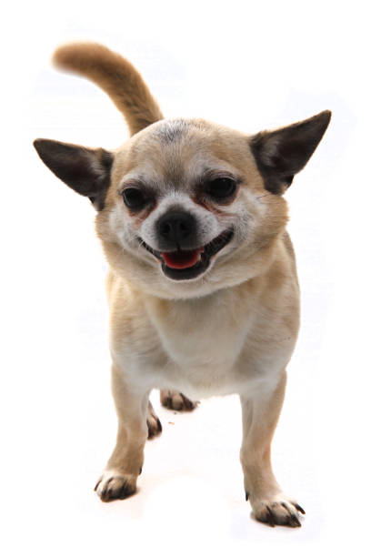 istock short hair chihuahua 1199030176