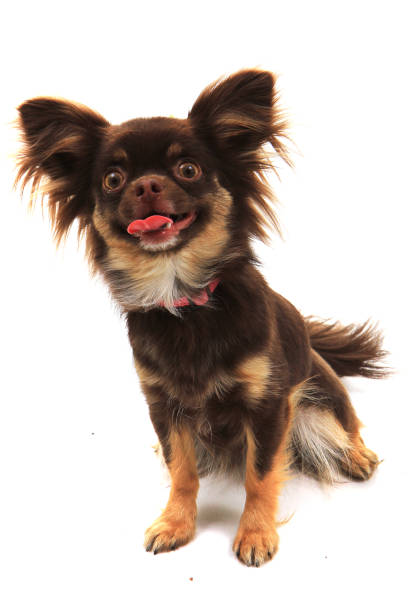 istock long hair chihuahua 1199030215