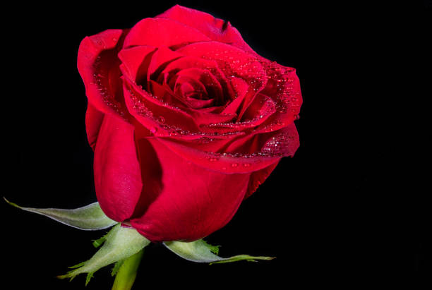 a close up of a beautiful red rose - date night imagens e fotografias de stock