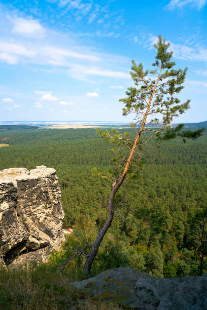 widok z regenstein w pobliżu blankenburga - regenstein zdjęcia i obrazy z banku zdjęć