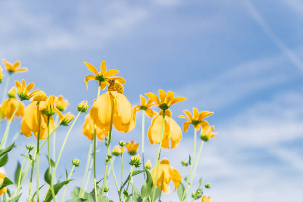 istock doronikum yellow flowers 1199031056