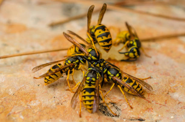 istock Many bright yellow wasps 1199031451