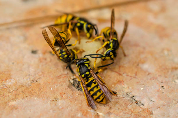 Wasp curly under the roof of a hive for posterity