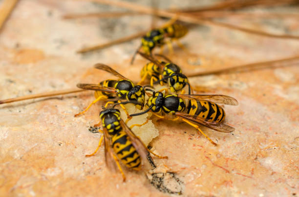 istock Many bright yellow wasps 1199031526