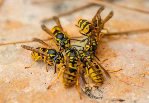 istock Many bright yellow wasps 1199031567