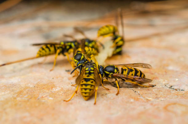 istock Many bright yellow wasps 1199031569