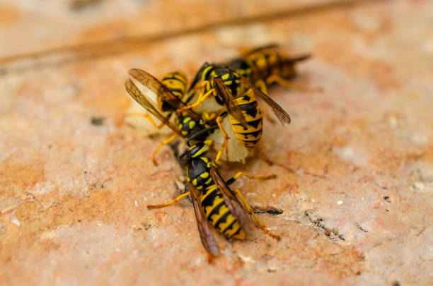 istock Many bright yellow wasps 1199031570