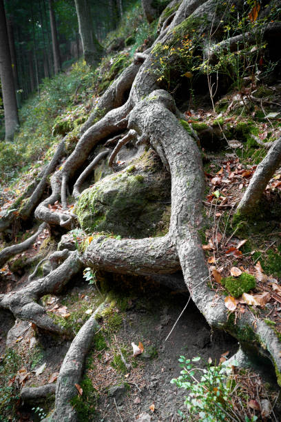 istock Roots of a tree on a hiking trail 1199031639
