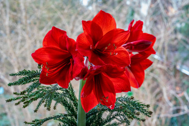 primo posto di fiori di amaryllis rosso (hippeastrum) - amaryllis foto e immagini stock