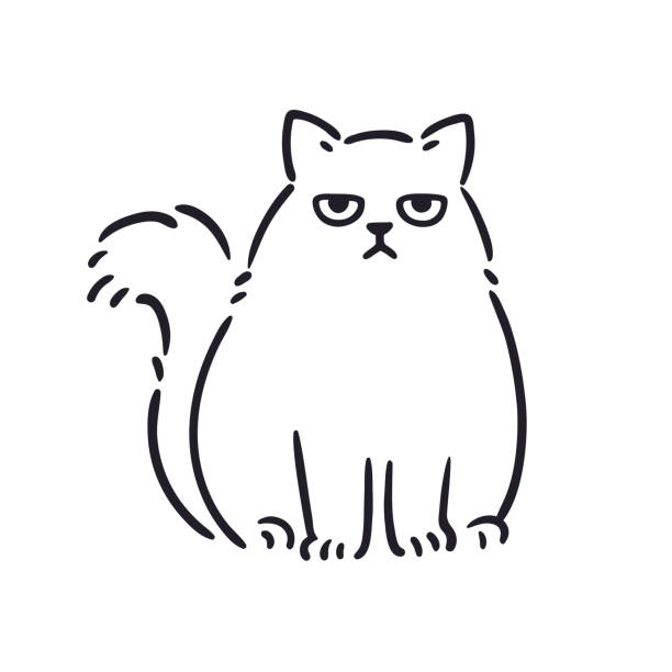 Angry cat drawing Cartoon drawing of grumpy looking fat cat. Funny annoyed white Persian cat, hand drawn sketch. Isolated vector clip art illustration. purebred cat stock illustrations