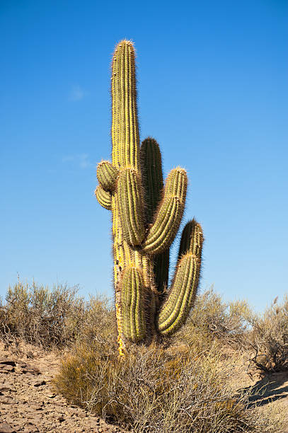 istock cactus in a desert landscape. 119903288