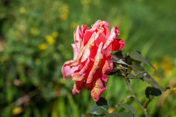 Rose flower burned by frost and sudden temperature changes