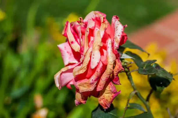 Rose flower burned by frost and sudden temperature changes