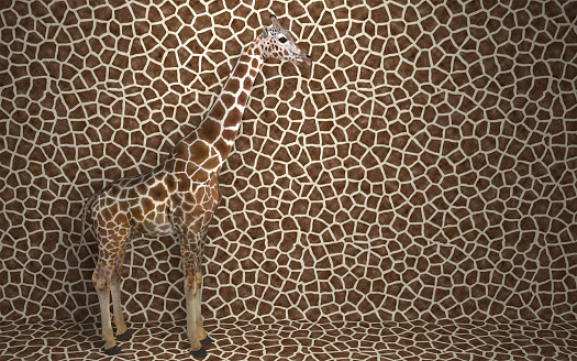 Wild animal giraffe standing indoors merging with spotted background with a pattern of the skin of a giraffe.  Creative conceptual illustration. 3D rendering