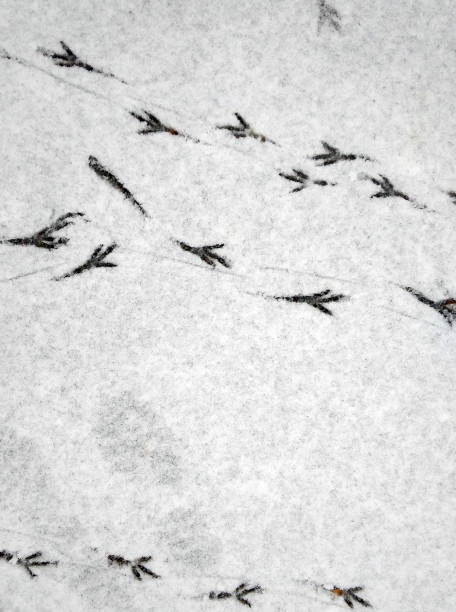 istock Bird footprints in the snow. 1199033279