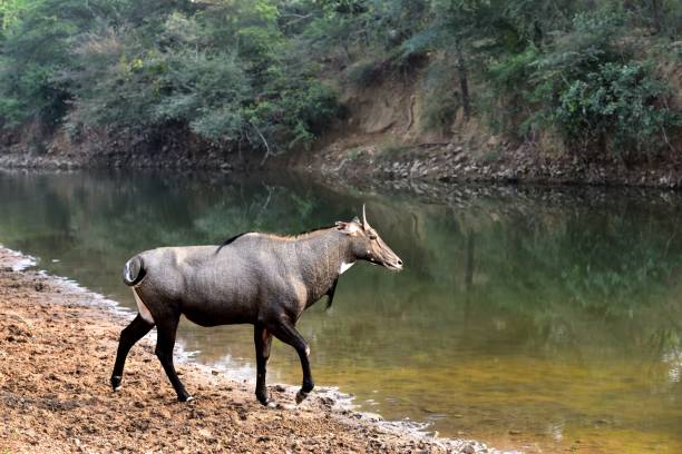 istock Blue deer walking towards the river 1199034200