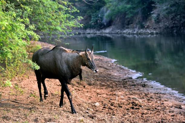 istock Blue deer walking towards the river 1199034243