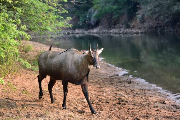 istock Blue deer walking towards the river 1199034284